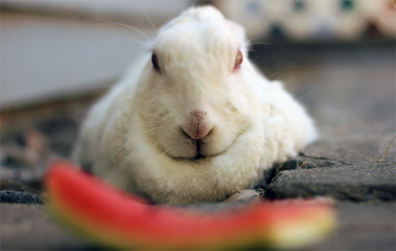 Illustration for article titled Shooting Challenge Pets Gallery 1